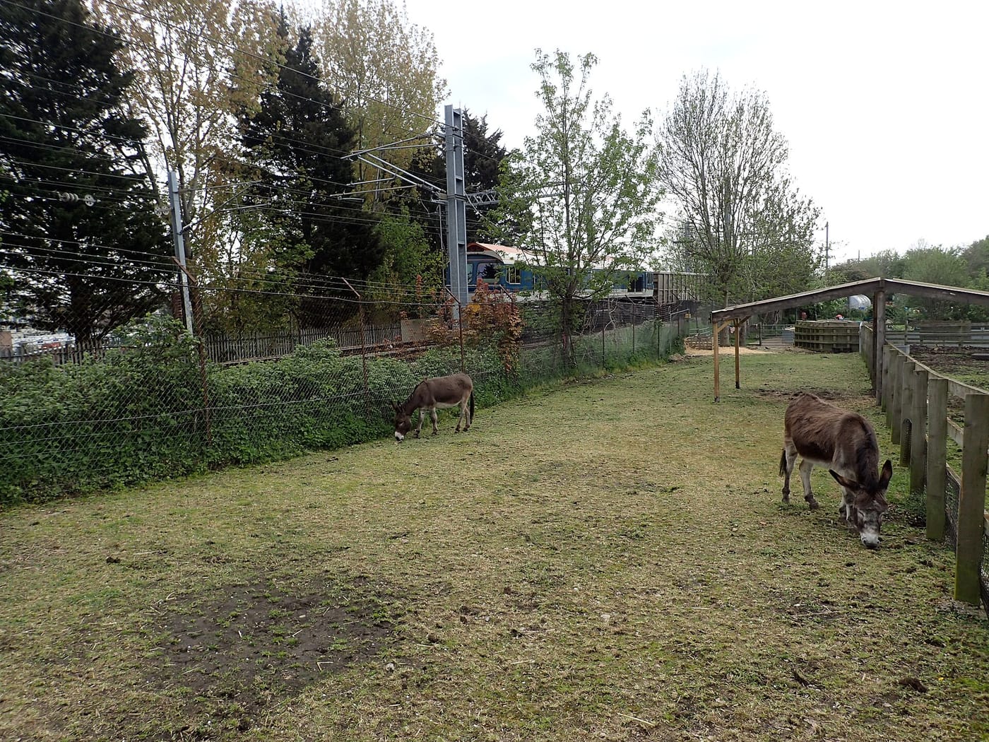 Kentish Town City Farm — Kentish Town City Farm