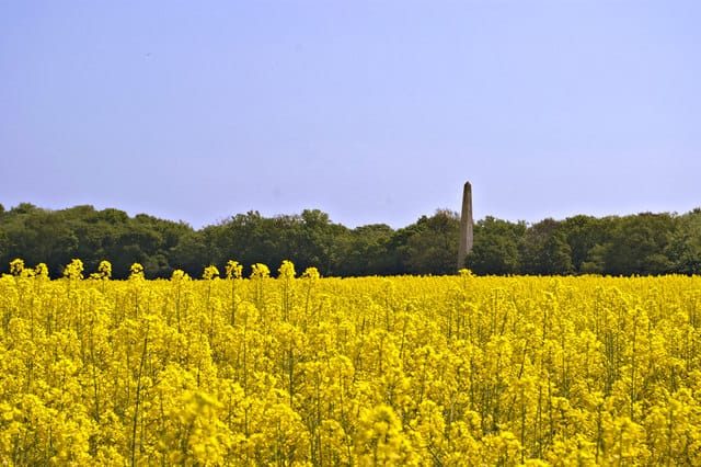 Ferny Hill Farm — Rapeseed, Ferny Hill Farm, Hadley Wood, Hertfordshire
