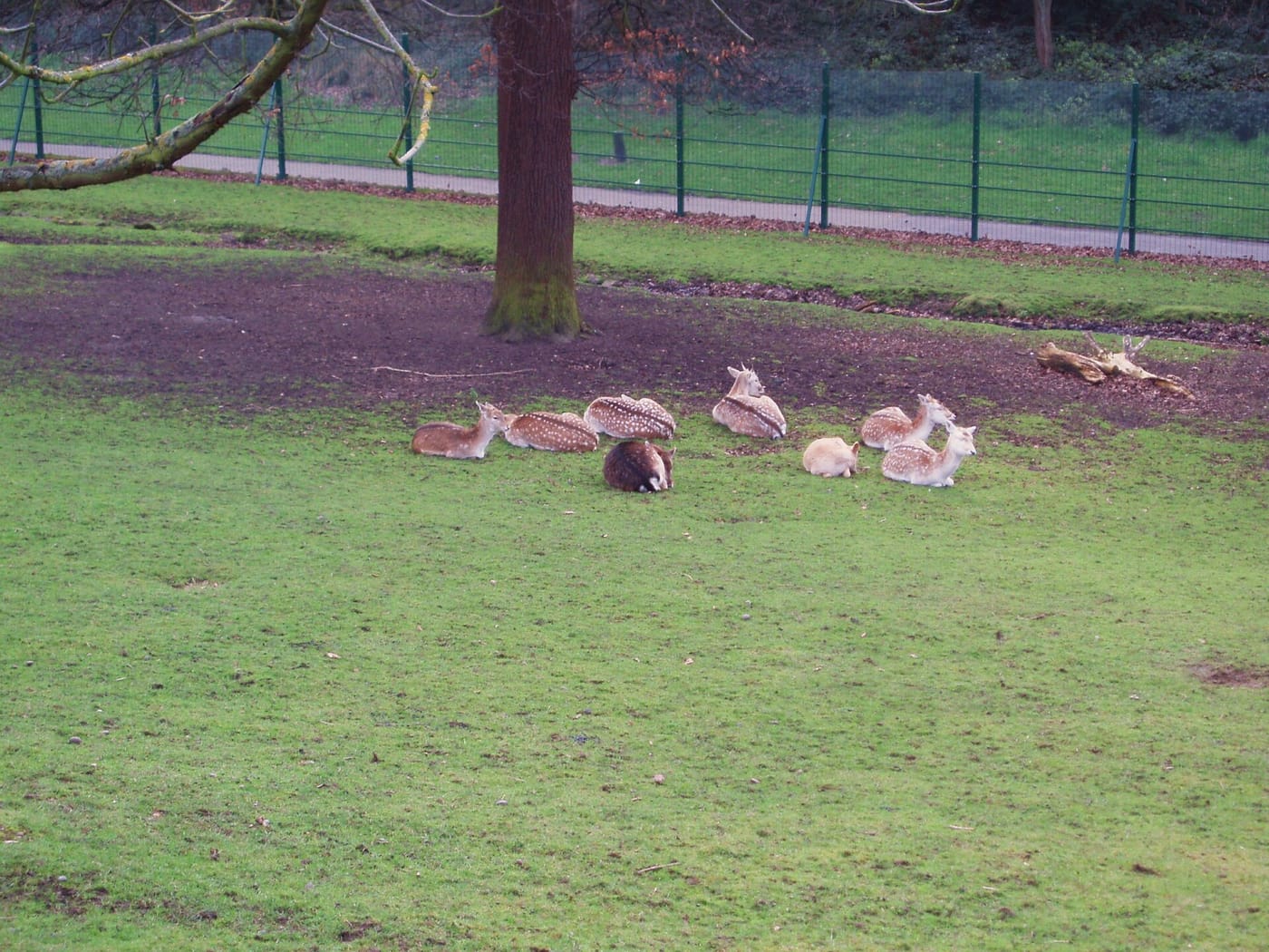 Maryon Wilson Animal Park — Deer, Maryon Wilson Park 3 February 2008