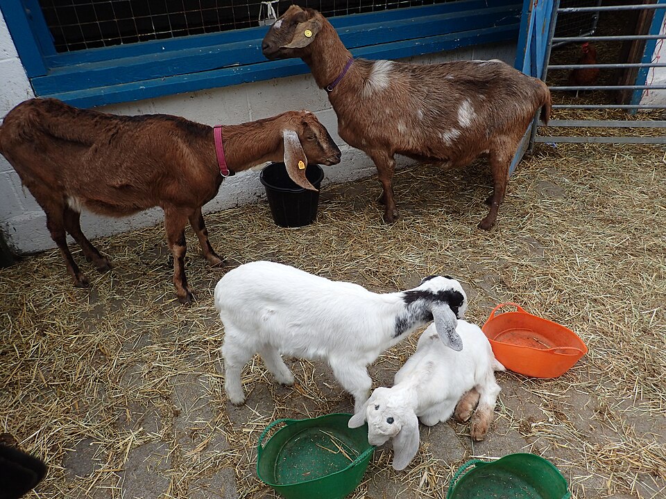 Hackney City Farm — photo 5