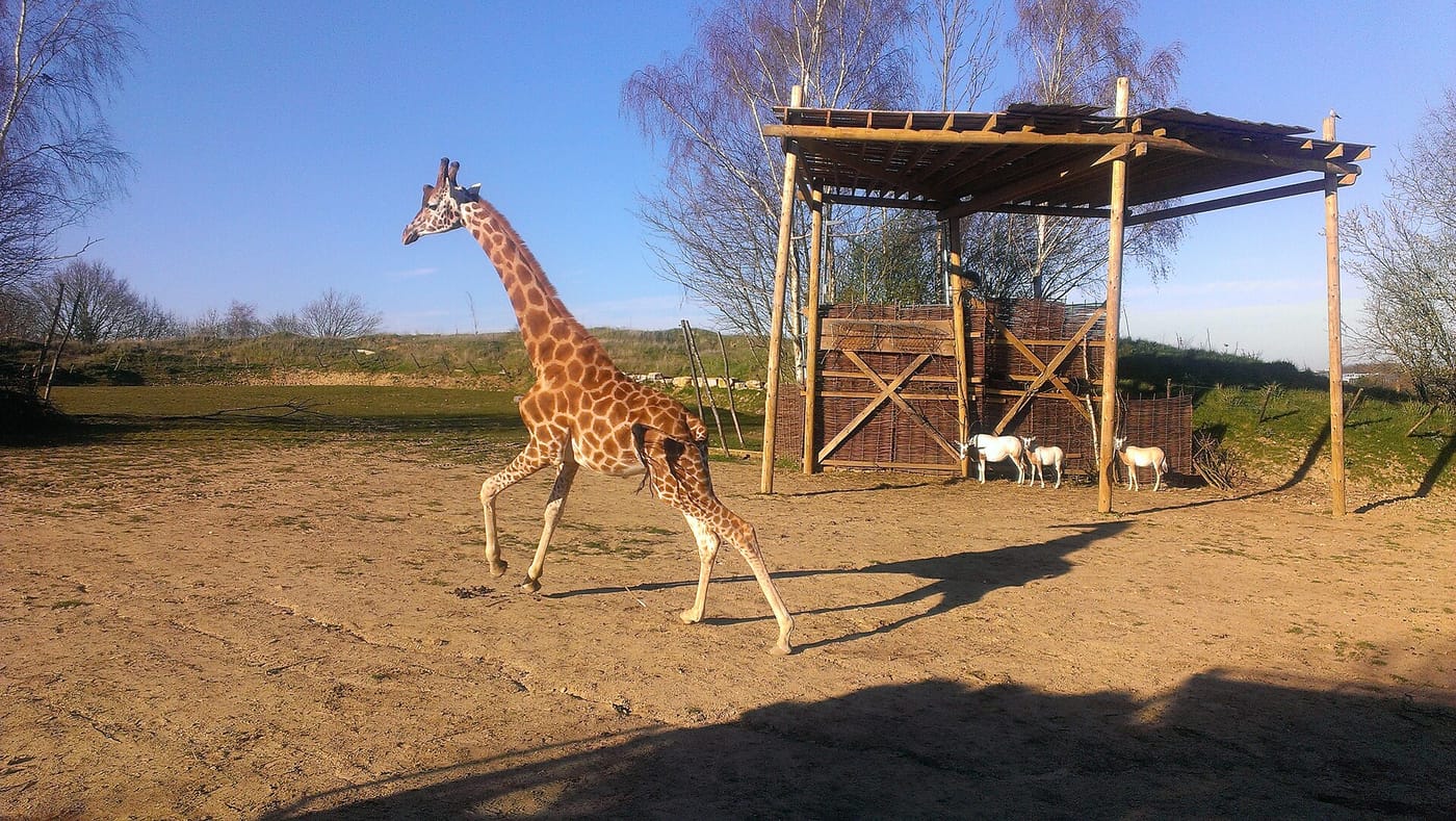 Chessington World of Adventures — ZUFARI, Chessington World of Adventures