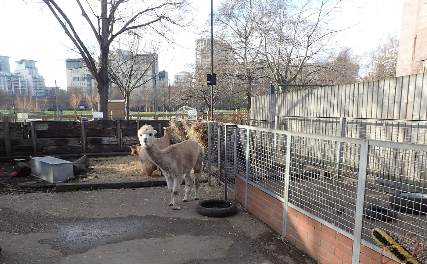 Vauxhall City Farm — Alpaca at Vauxhall City Farm
