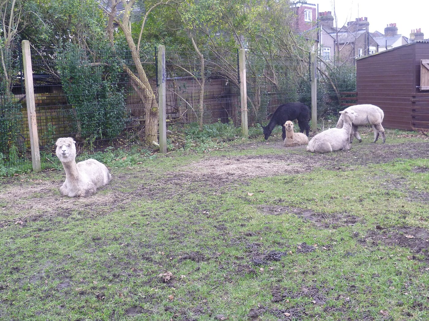 Brooks Farm — Alpacas at Brooks Farm