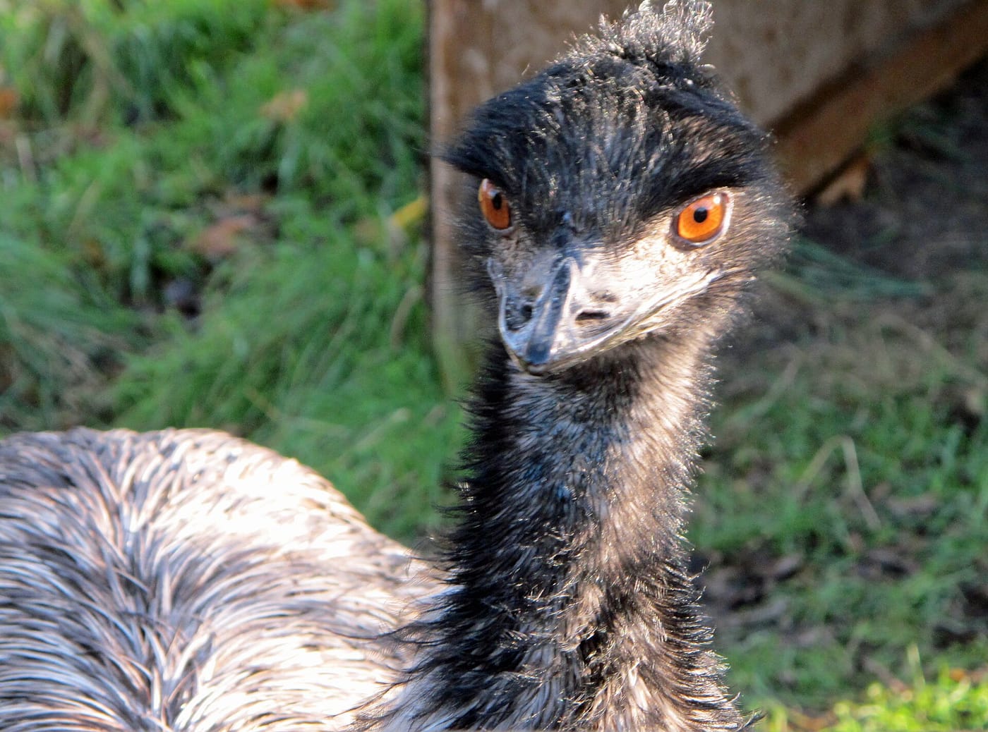 Battersea Park & Children's Zoo — Emu Battersea Park Children's Zoo 2012-12-04
